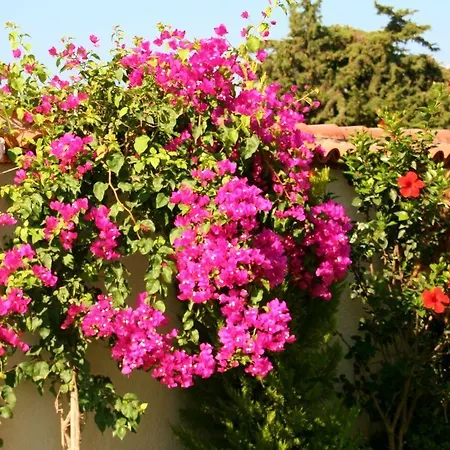 Yasemin (adults Only) Pensjonat 3*